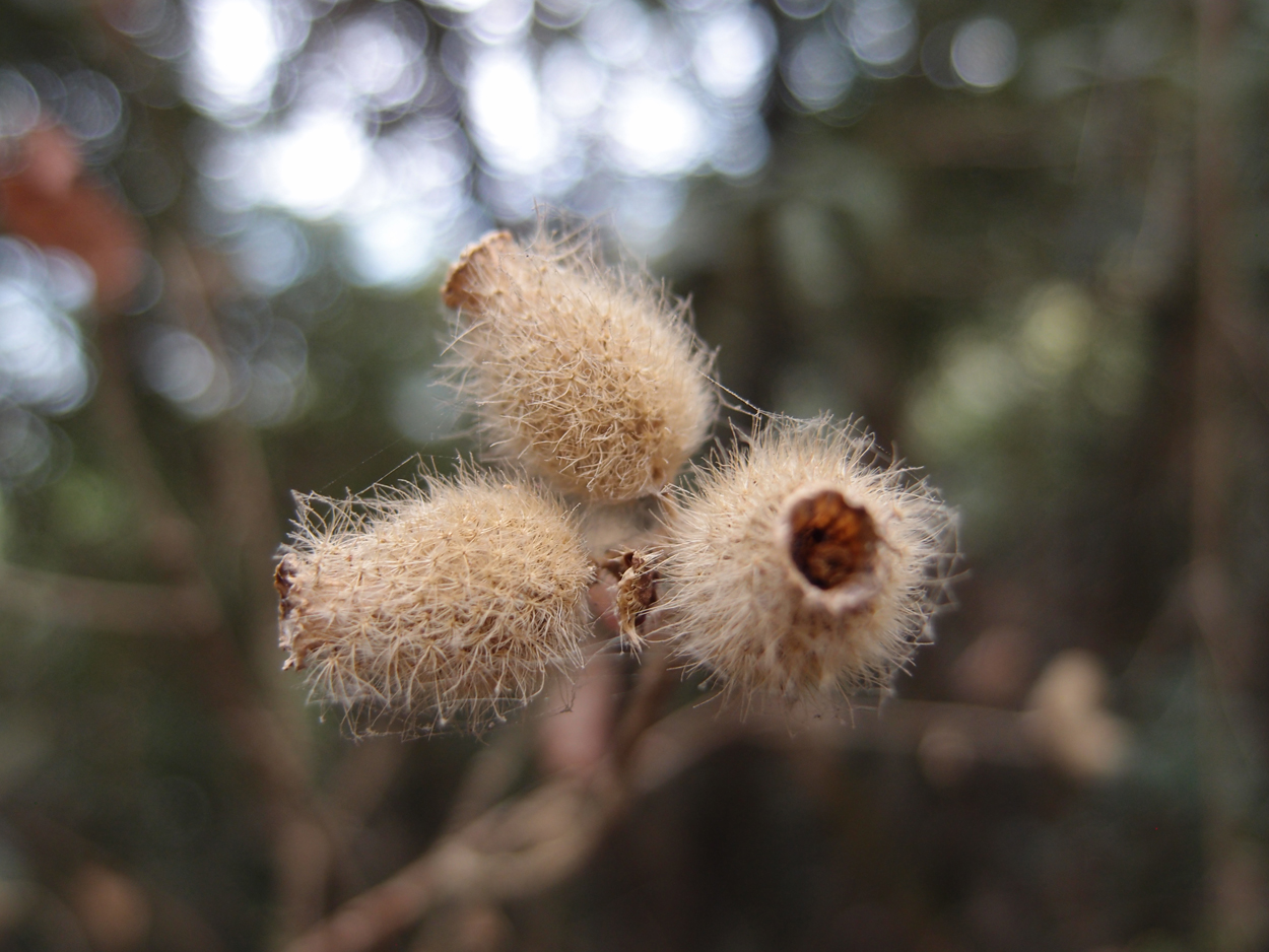 2018-01-16 12 Uhr - Im Shivapuri Nagarjun National Park (Nagi Gumba) (Foto) 